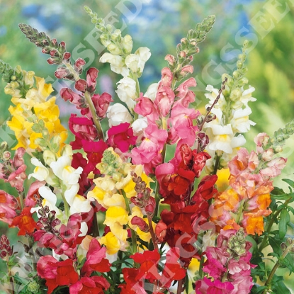 Picture of Antirrhinum - Admiral Mixed F1